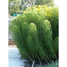 Willow-leaved sunflower