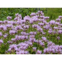 Bee balm, bergamot