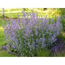 Catmint