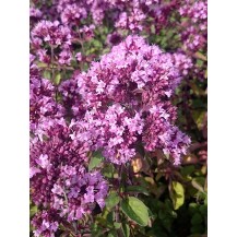 Ornamental oregano