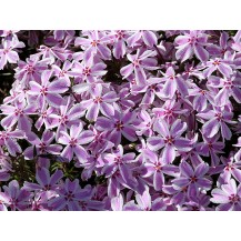 Creeping phlox