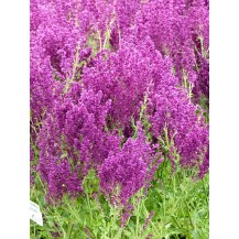 Meadow sage