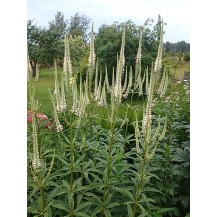 Culver's root