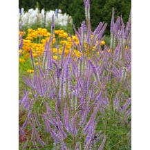 Culver's root