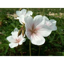 Cranesbill