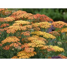 Yarrow
