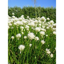 Chives