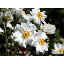 Japanese anemone