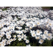 Snowdrop anemone