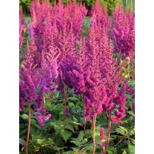 Chinese astilbe, False spirea