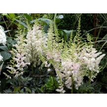 Chinese astilbe, False spirea