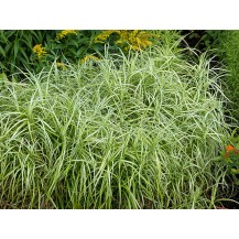 Palm sedge