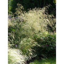 Tufted Hair Grass