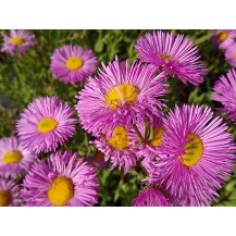 Fleabane