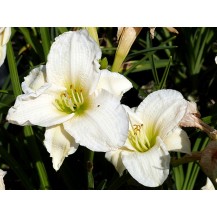 Daylily