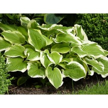 Hosta