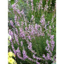 Hyssop