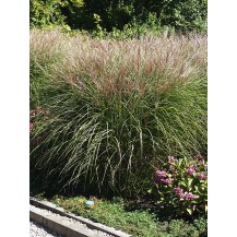 Maiden grass, Chinese silver grass