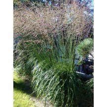 Tall moor grass
