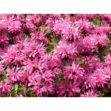 Bee balm, bergamot