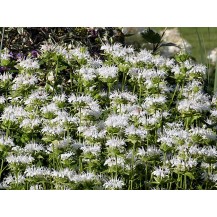 Bee balm, bergamot