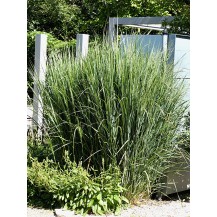 Switch grass
