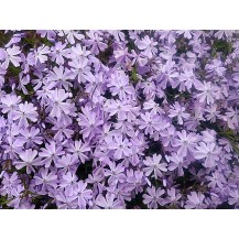 Creeping phlox