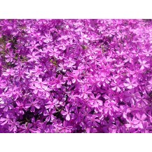 Creeping phlox