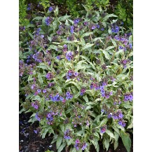 Longleaf lungwort