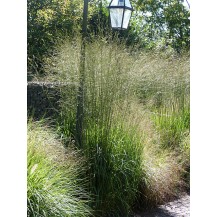 Tall moor grass