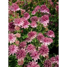 Greater masterwort