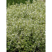 Lesser calamint