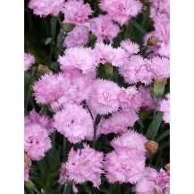 Cottage pink