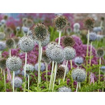 Great globe thistle