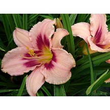 Daylily