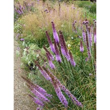Prairie blazing star
