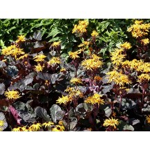 Ligularia, Golden groundsel