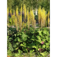 Ligularia narrow-spiked