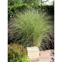 Maiden grass, Chinese silver grass