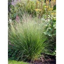 Purple moor grass