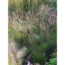 Purple moor grass