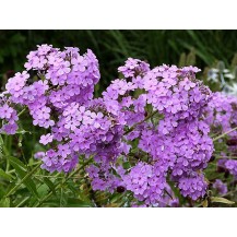 Garden phlox