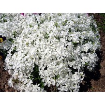 Creeping phlox