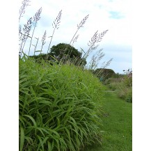 Frost grass