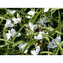 Spiderwort