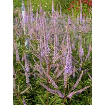 Culver's root