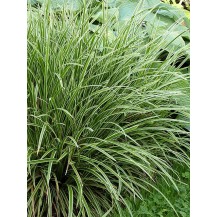 Variegated sedge