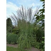 Tall moor grass