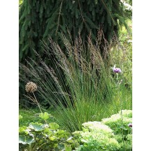 Purple moor grass