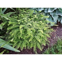Northern maidenhair fern